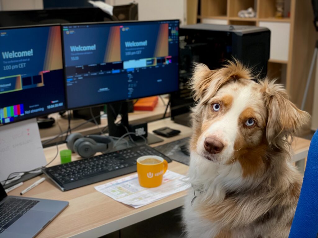 De voordelen van een kantoorhond