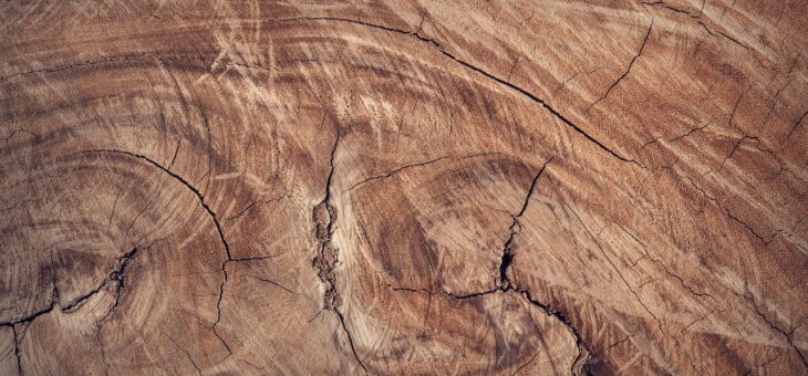Meranti hout: De voordelen en eigenschappen van dit populaire bouwmateriaal